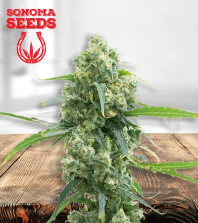 lowryder-autoflowering-image