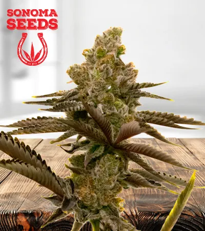 lsd-autoflowering-image