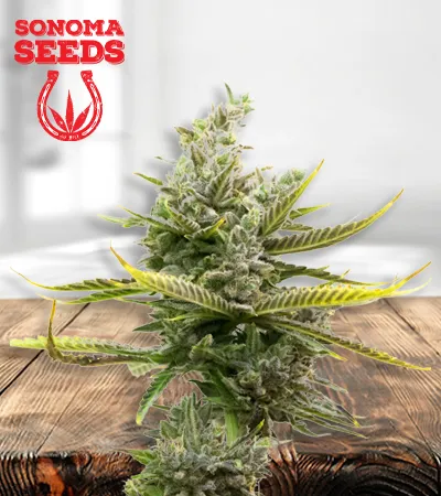 magnum-autoflowering-image