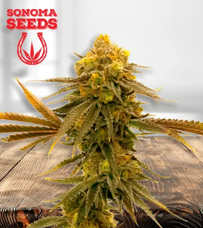 mandarine-autoflowering-image