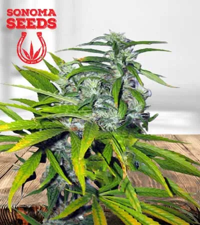 mango-haze-autoflowering-image
