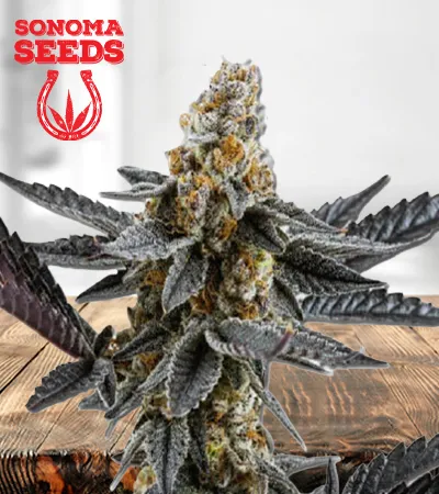 Meat Breath Autoflowering