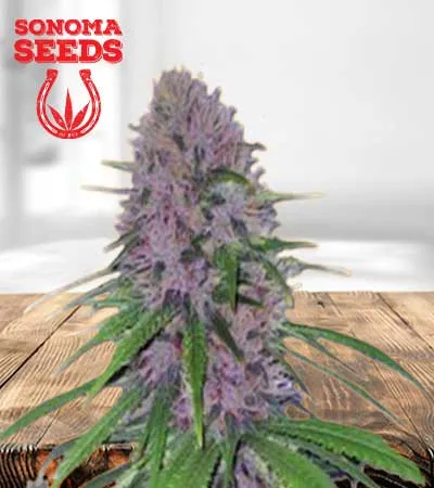 mendo-breath-autoflowering-image