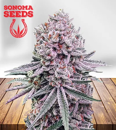Meridian Sour Autoflowering