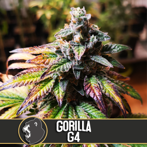 gorilla-glue-4-image