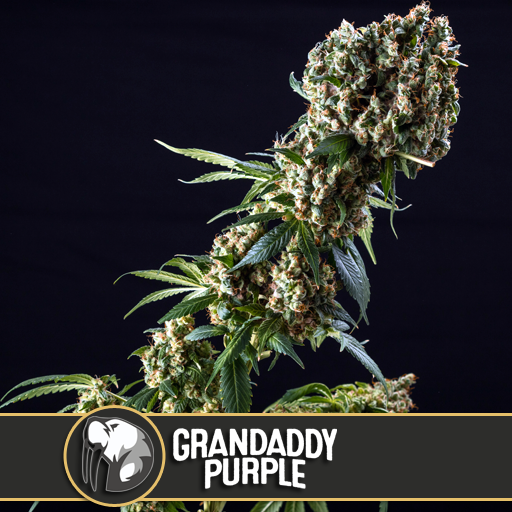 grandaddy-purple-image