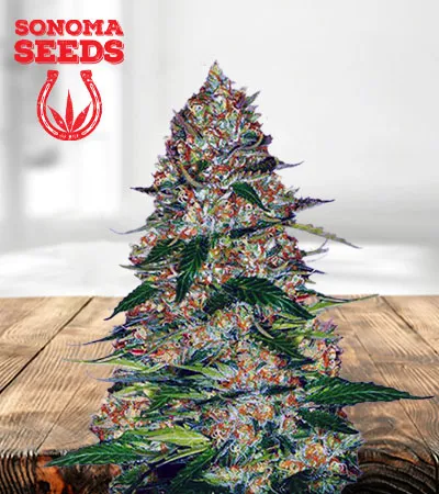 northern-lights-autoflowering-image