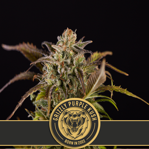 grizzly-purple-kush-image