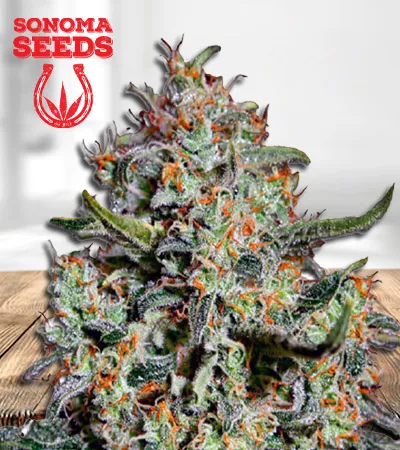 Northern Mango Autoflowering