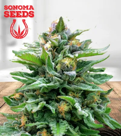 northern-wreck-autoflowering-image