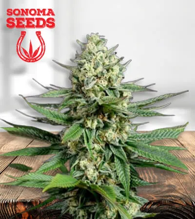 OG Kush Fast Version