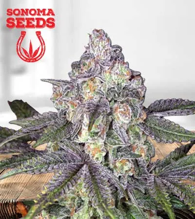 orange-cake-autoflowering-image