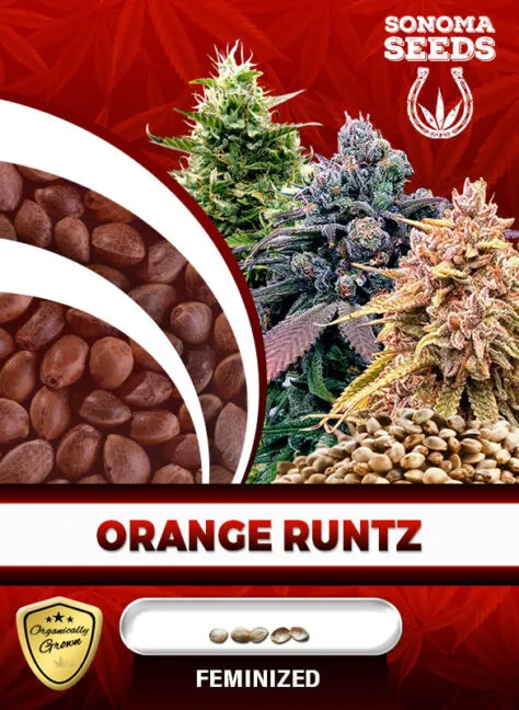orange-runtz-image