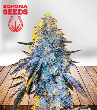 Papaya Autoflowering
