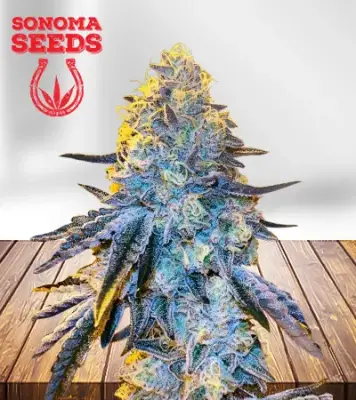 Papaya Autoflowering