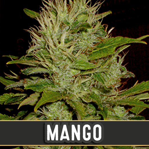 mango-image