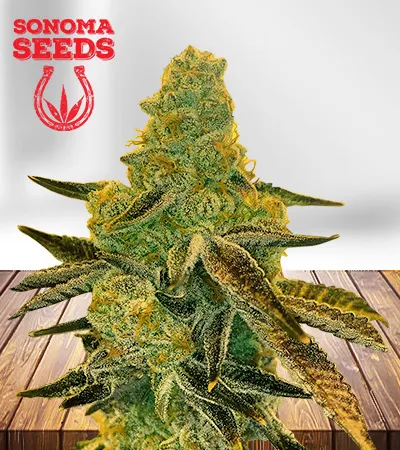 Peanut Butter Breath Feminized Fast Version