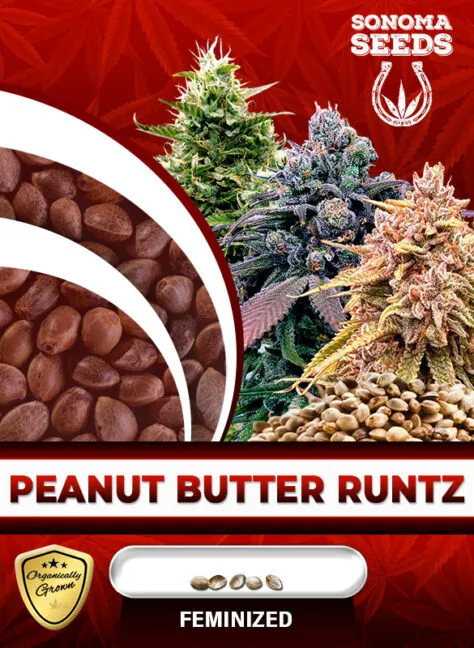 peanut-butter-runtz-image