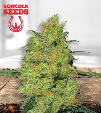 pineapple-autoflowering-image