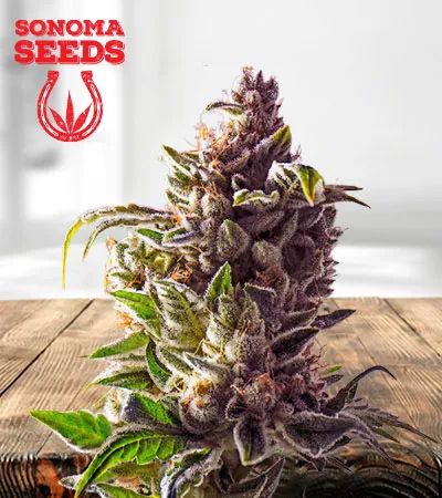 pineapple-express-autoflowering-image