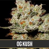 OG's Kush
