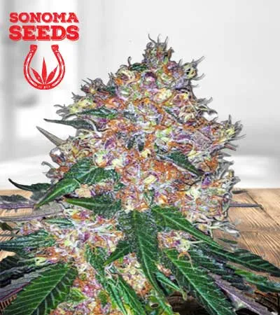 pink-runtz-autoflowering-image