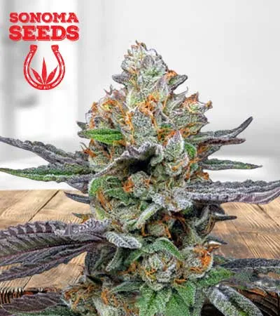 pink-sunset-autoflowering-image