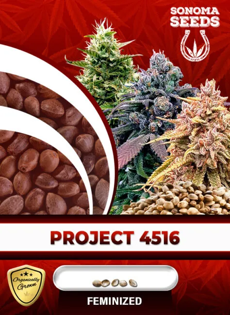 project-4516-image