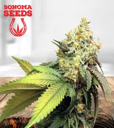 pure-kush-image