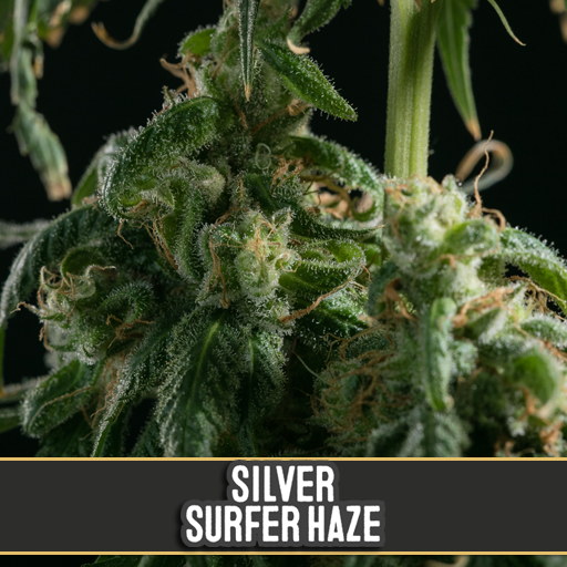 silversurfer-haze-image