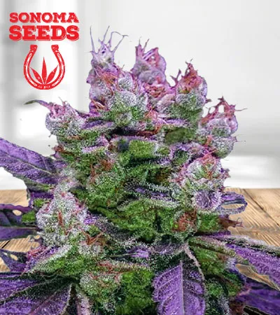 purple-dream-feminized-fast-version-image