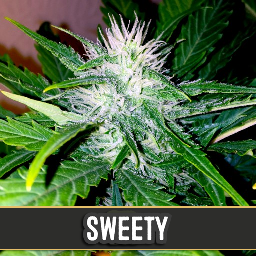 sweety-auto-image