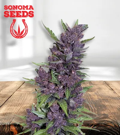 purple-kush-autoflowering-image
