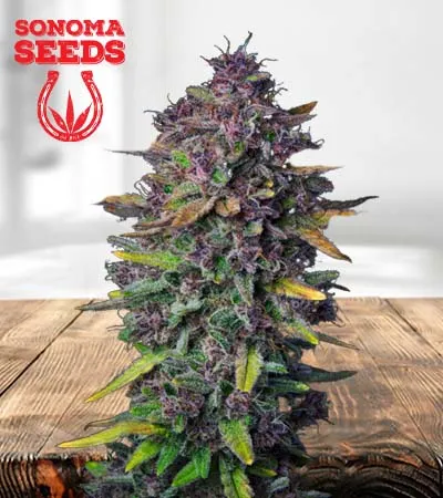 Purple Punch Autoflowering