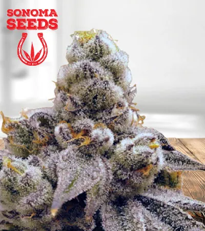 purple-punch-feminized-fast-version-image