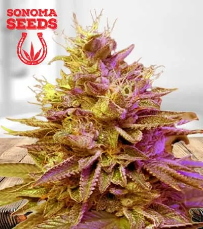 redwood-kush-fast-version-image