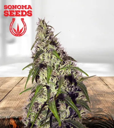 Revolver Autoflowering
