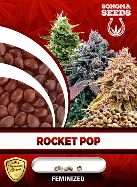 rocket-pop-image
