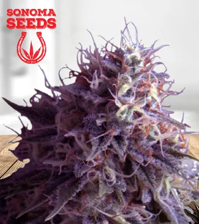 Runtz Autoflowering