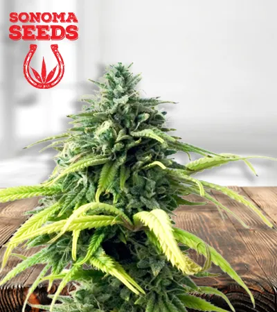 Skunk #1 Autoflowering