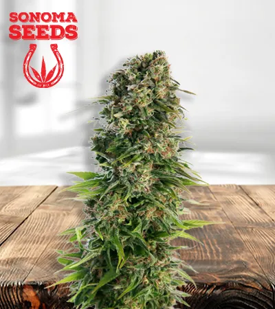 Skunk Autoflowering
