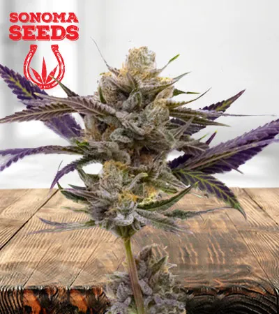 skywalker-autoflowering-image
