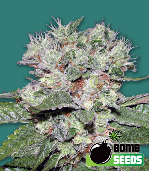 cbd-bomb-image