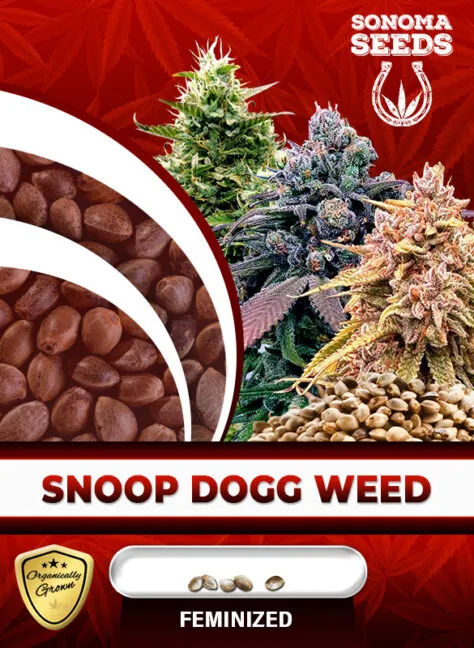 snoop-dogg-weed-image