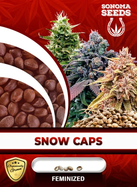 snow-caps-image