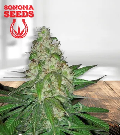 Sour Diesel Autoflowering