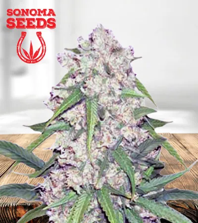 Sour Flower Autoflowering