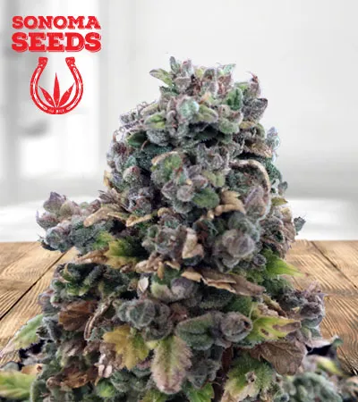 sour-girl-autoflowering-image