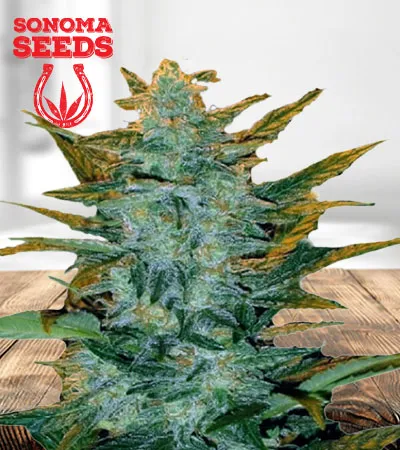 sour-maui-autoflowering-image