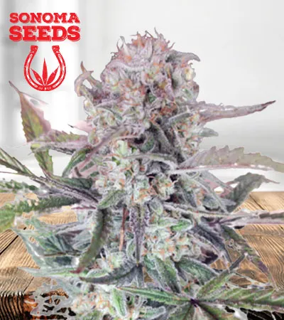 sour-og-image